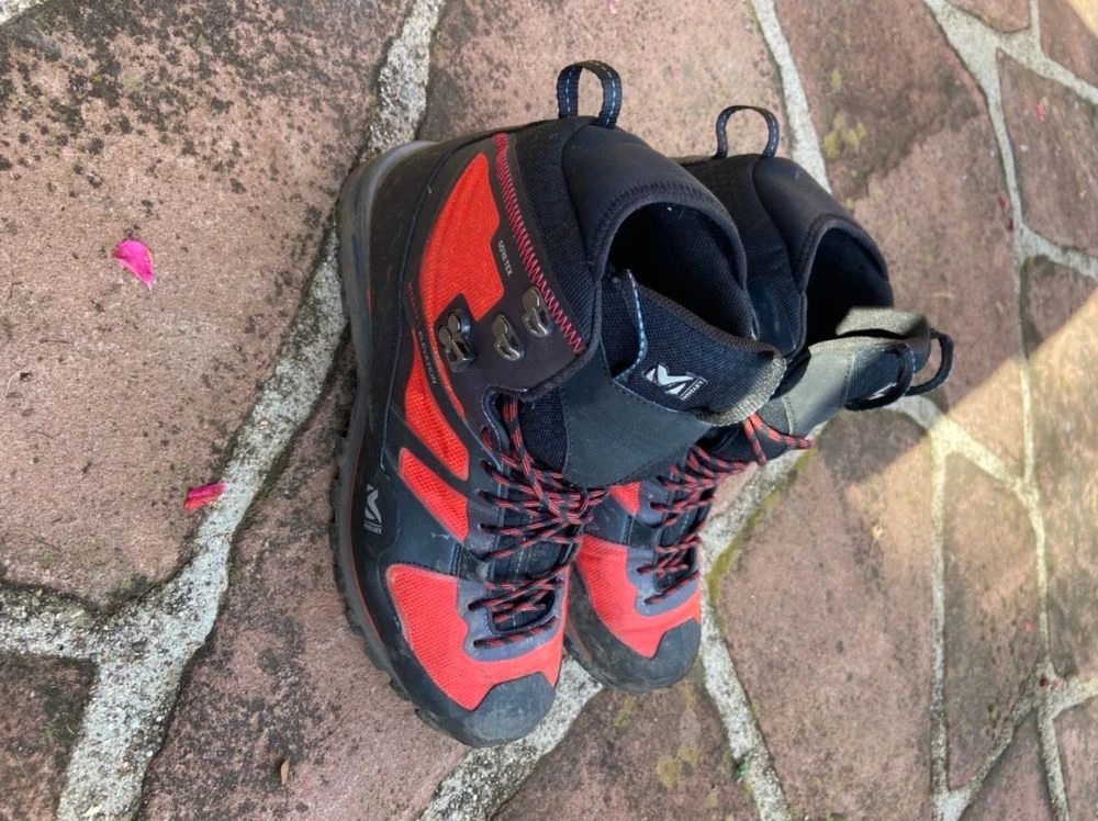 Millet Élévation 2 Millet Élévation – Image 2