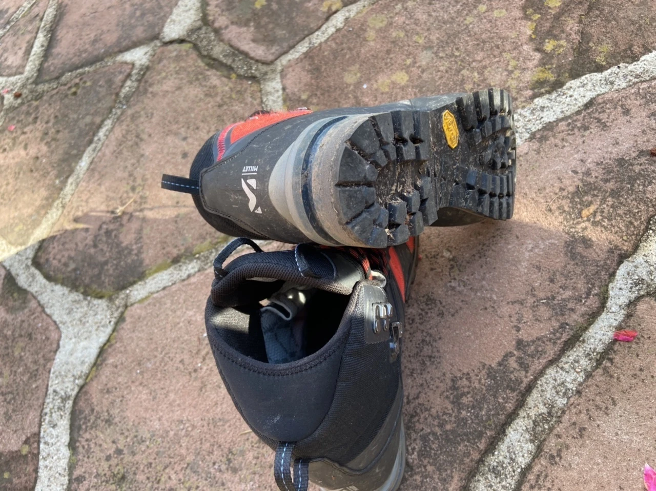 Millet Élévation 3 Millet Élévation – Image 3